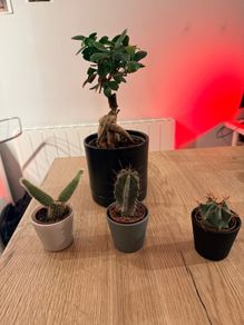 plants
