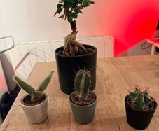 plants