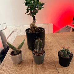 plants