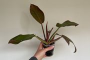 Philodendron Prince of Orange