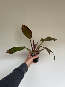 Philodendron Prince of Orange