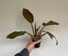 Philodendron Prince of Orange