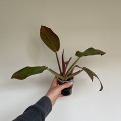 Philodendron Prince of Orange