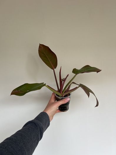 Philodendron Prince of Orange