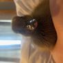 Ducklings Image 3