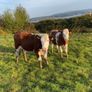 Hereford Heifers Image 3
