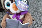 story owls