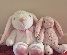 Teddies