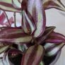 tradescantia plant Image 3