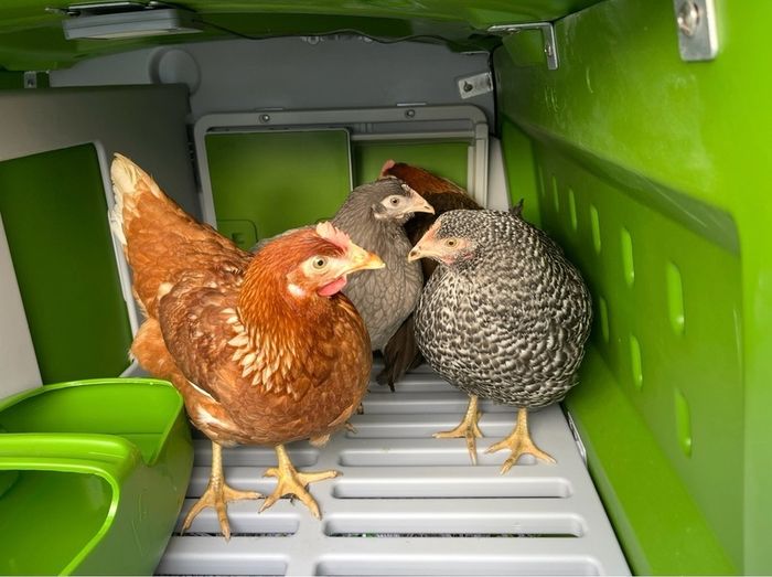 Chicken coop Omlet Eglu Cube Chicken Coop