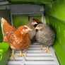 Chicken coop Omlet Eglu Cube Chicken Coop Image 5