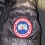 Canada goose Hybrid Image 4