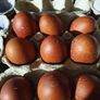fertile hatching eggs and chicks Image 3