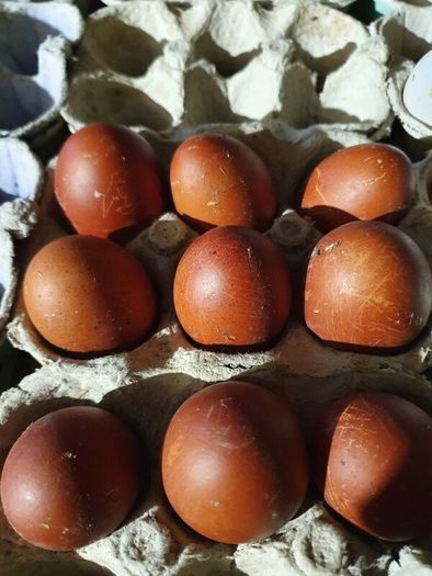 poultry, pullets, Hens,