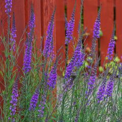 Lineria purpurea