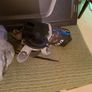 Toyota hiace windscreen wiper motor Image 3