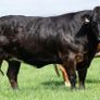 Elphin Mart- In Calf and Maiden Heifer sale Image 4