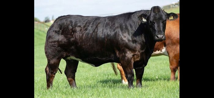 Show cattle - In Calf and Maiden Heifer sale