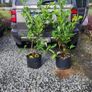 Quality Coral Berry Hedging in sizes Image 4