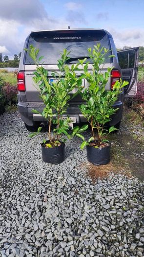 Quality Coral Berry Hedging in sizes