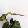 Philodendron Melano Plant Image 3