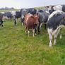 Heifers Image 3
