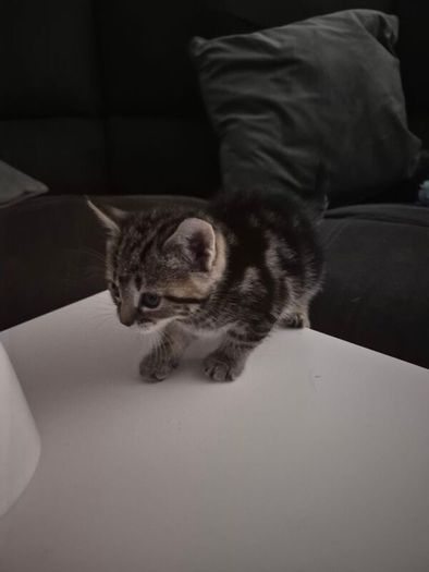 Adoption