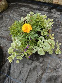 Hanging basket