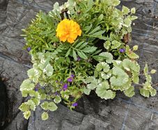 Hanging basket