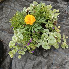 Hanging basket