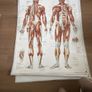 medical posters Image 2