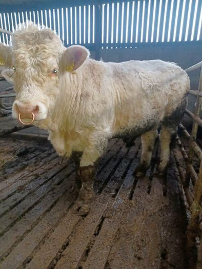 3 pedigree registered charolais bulls