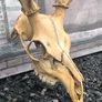 Vintage Red Deer Skull Image 2