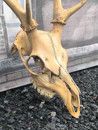 Vintage Red Deer Skull