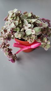 Cute little house plants. 5euro
