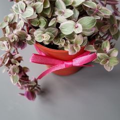 Cute little house plants. 5euro