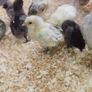 Rare breed chicks for sale Image 4