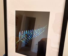 NZ Fern print framed