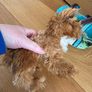 Dog stuffed animal in bag Image 7