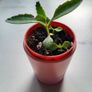 Kalanchoe Daigremontia. Mother of thousands young plant Image 5