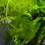 Aquarium plants Image 2