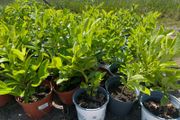 Cherry Laurel plants / hedge
