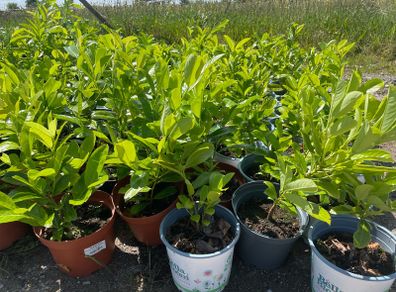 Cherry Laurel plants / hedge