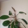 Philodendron 'Prince of Orange' Image 5