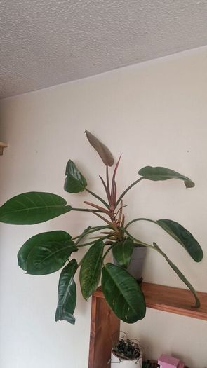 Philodendron 'Prince of Orange'
