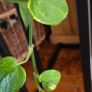 Plants set Image 5