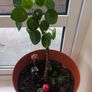Mature Chinese Money Plant icl. Pot Image 2