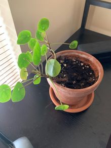 Pilea