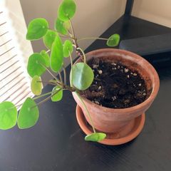 Pilea