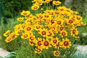 (C) Baby Gold Coreopsis seeds Perennial 1g (446463)
